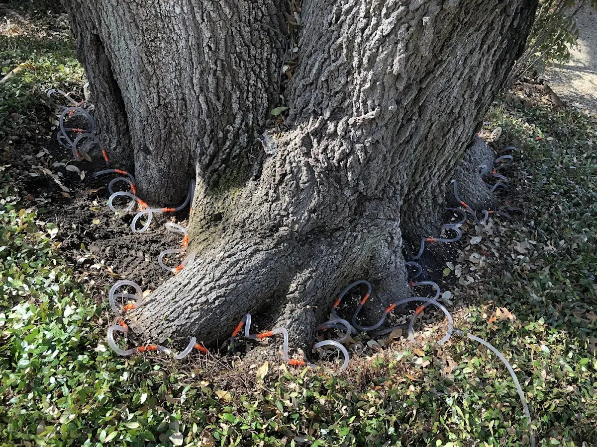 Detailed Tree Cabling and Bracing job site in Copalis Beach