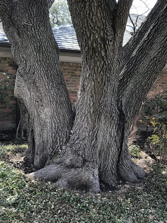 Mature heritage tree close to a Copalis Beach property cared for by certified arborists